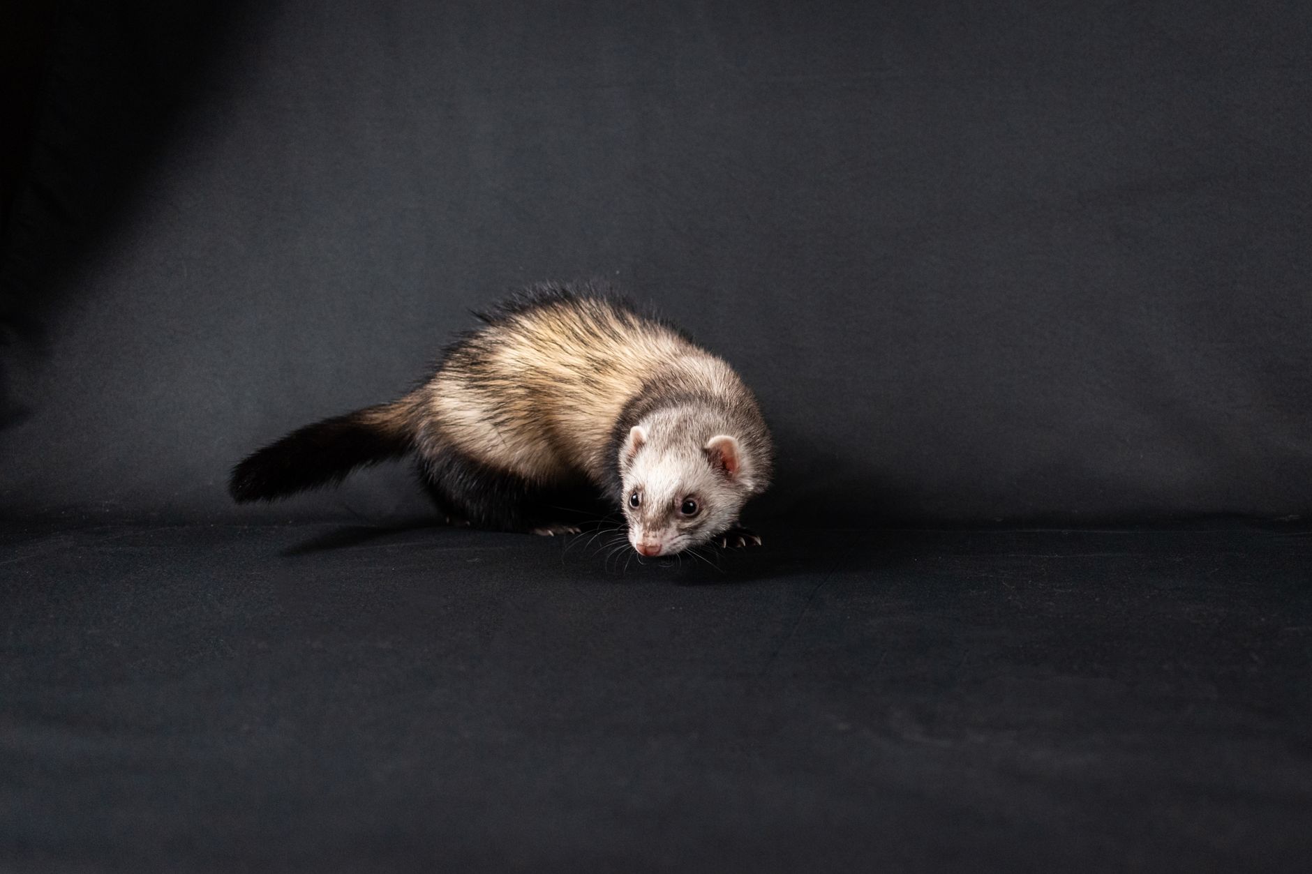 Veterinary care for a ferret