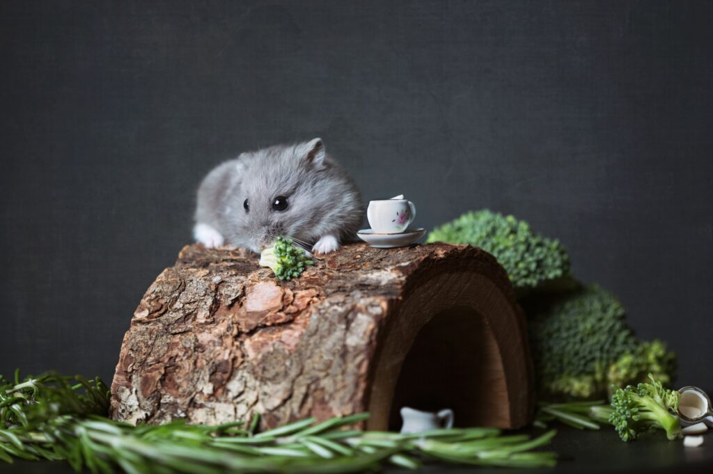 Low Blood Glucose in Hamsters – Hypoglycemia Causes