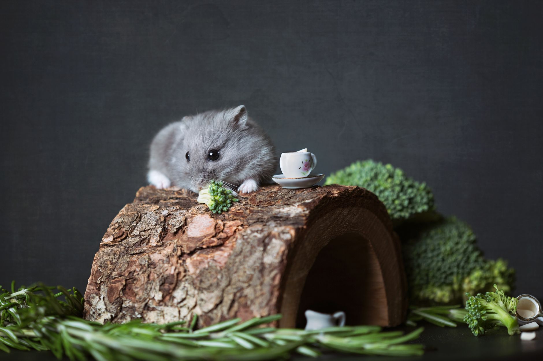 Veterinary care for a hamster