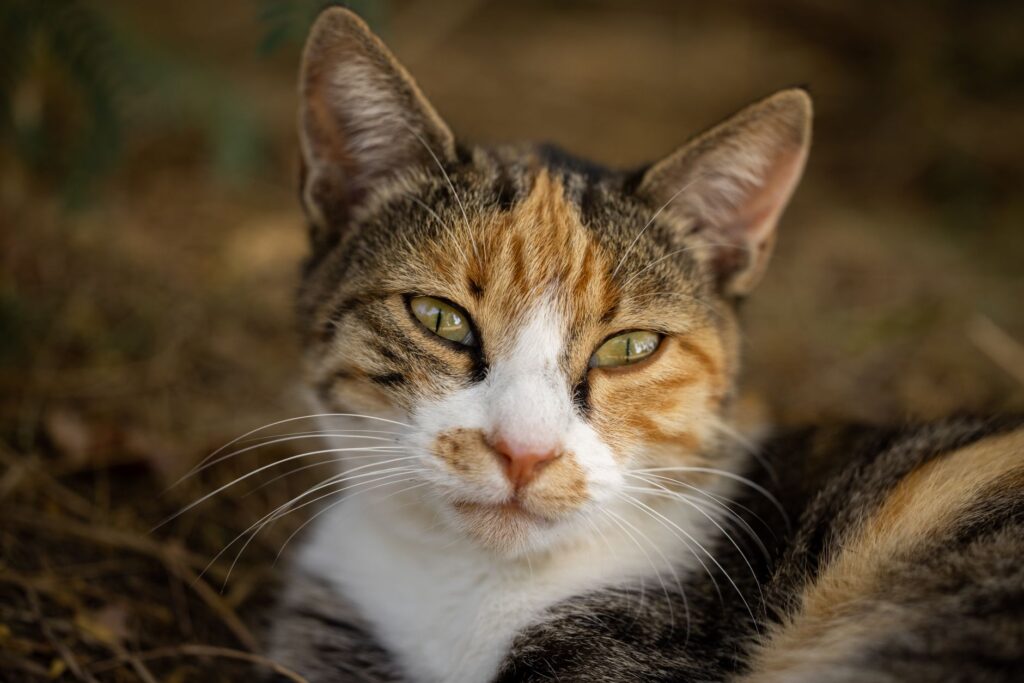Low BUN in Cats - Causes and Treatment