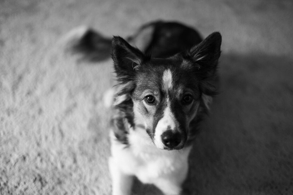 low bun in dogs causes and treatment