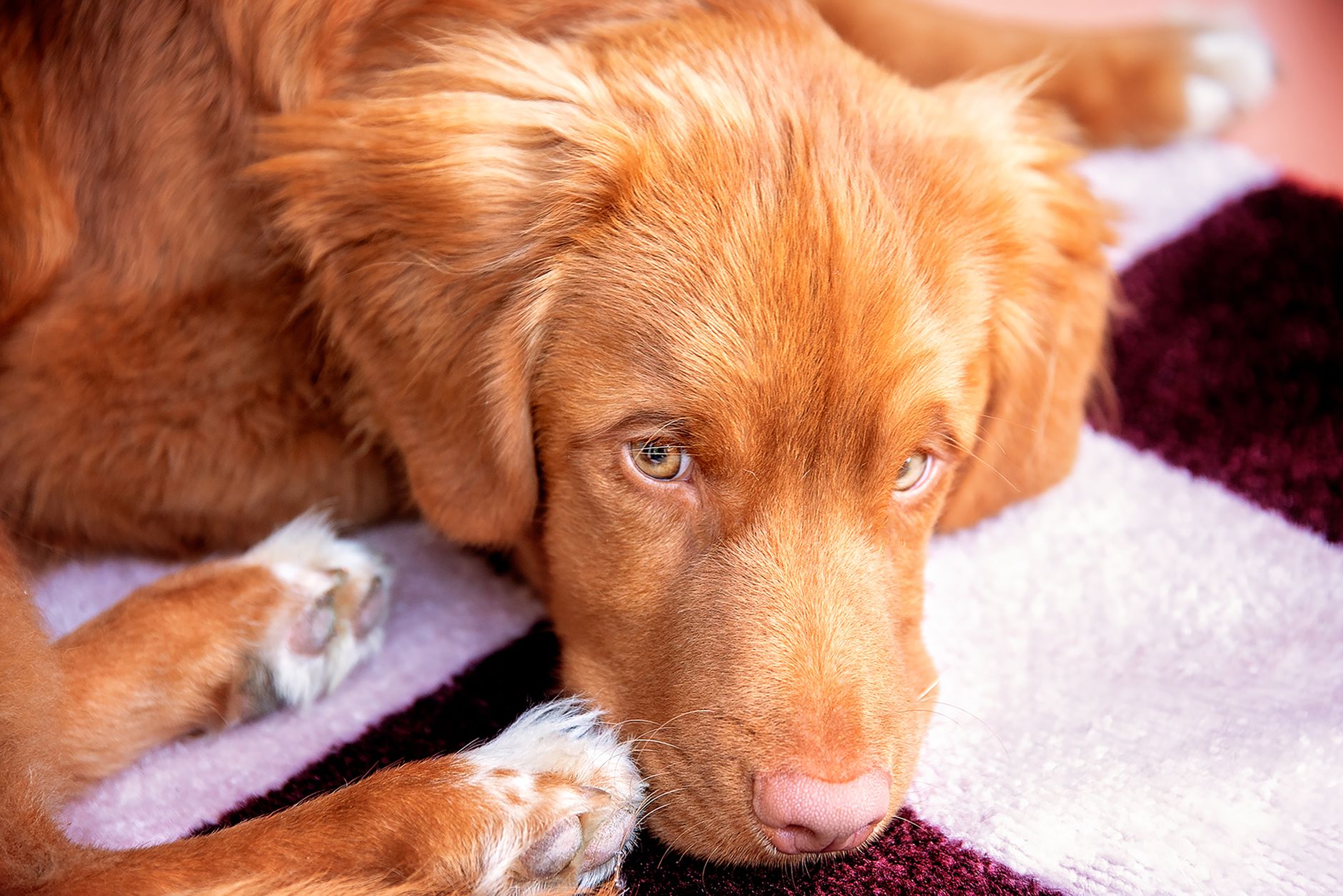 Veterinary care for a dog
