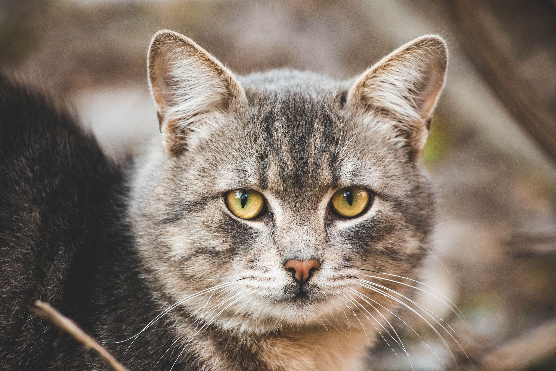 Veterinary care for a cat