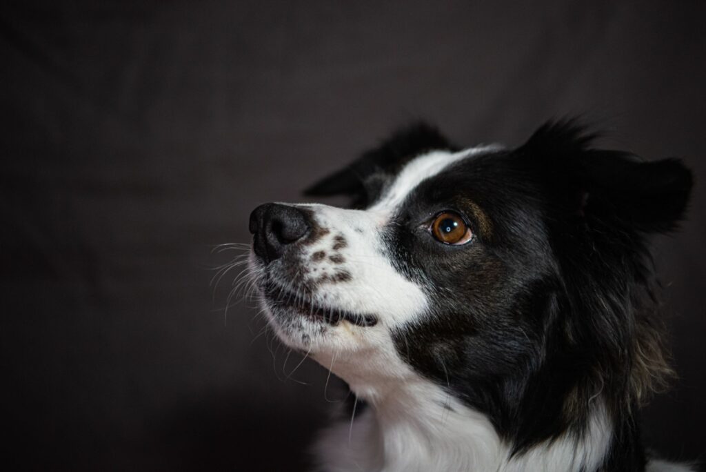 low calcium in dogs causes and treatment