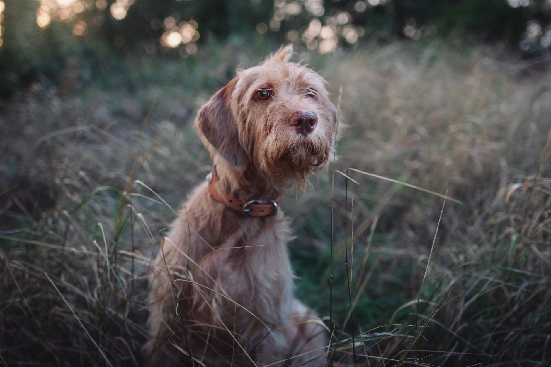 Veterinary care for a dog