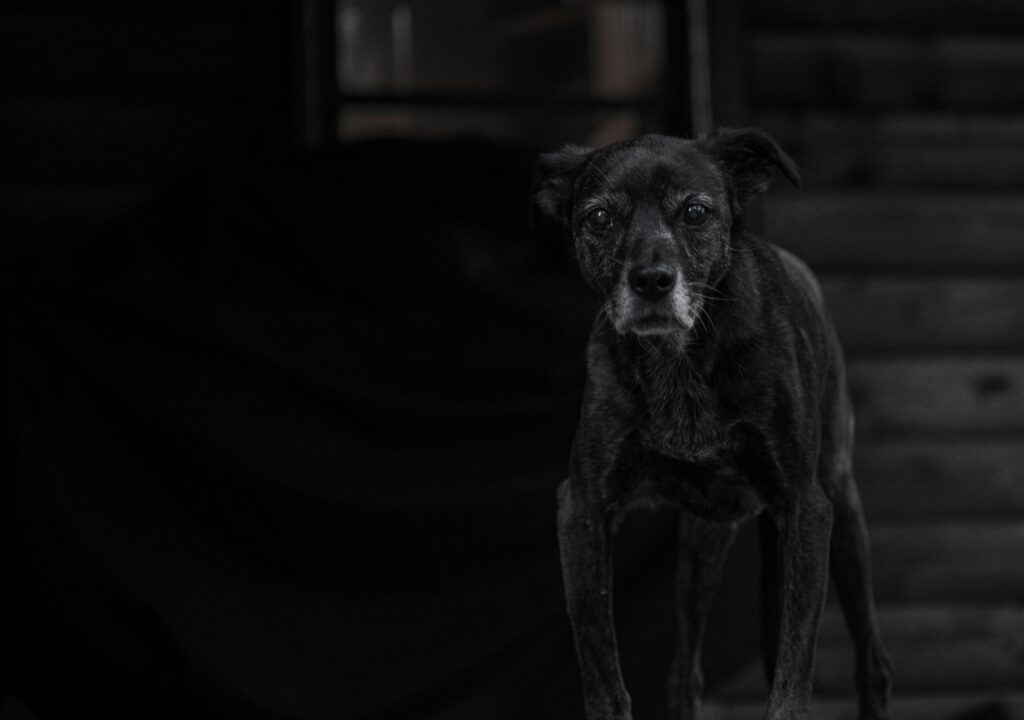 low calcium in dogs causes diagnosis and vet treatment