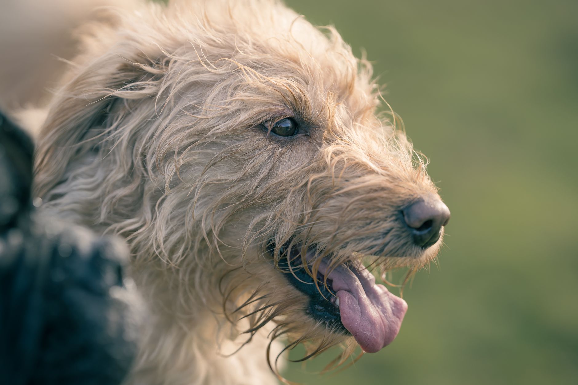 Veterinary care for a dog
