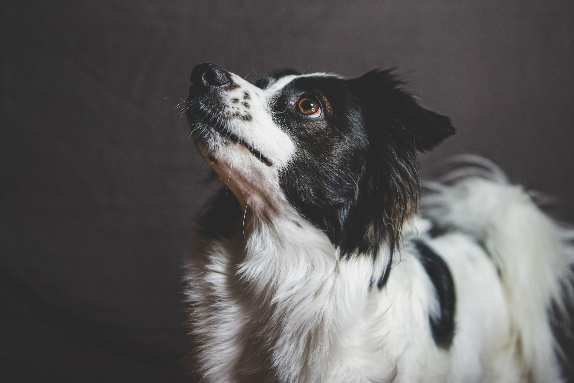 Veterinary care for a dog