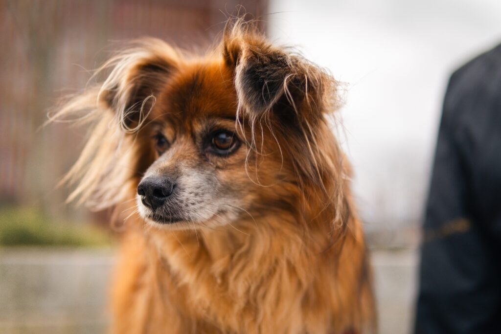 low fibrinogen in dogs causes diagnosis and vet treatment