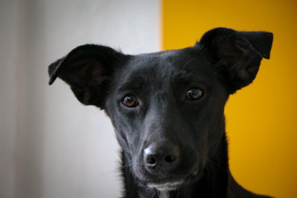 low fibrinogen in dogs coagulopathy and dic signs