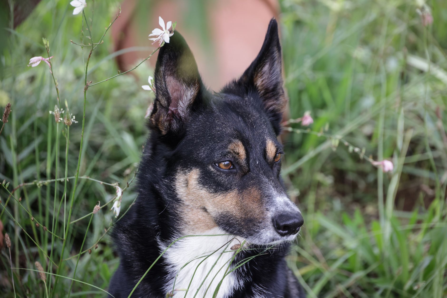 Veterinary care for a dog
