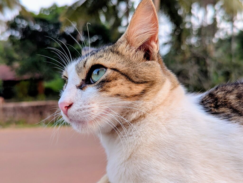 low ggt in cats causes and treatment
