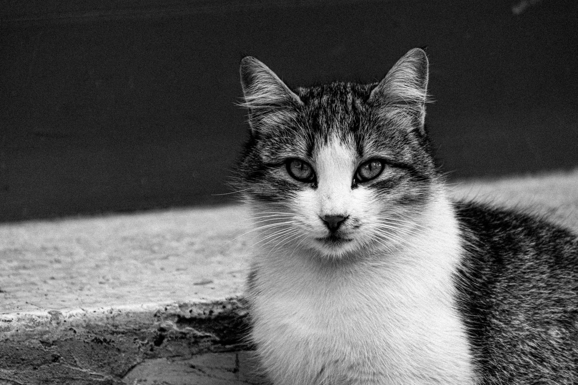 Veterinary care for a cat