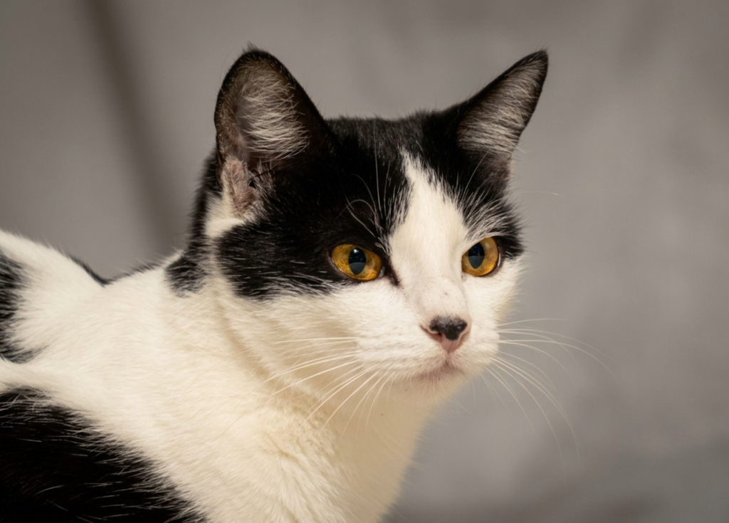 low ggt in cats causes diagnosis and vet treatment