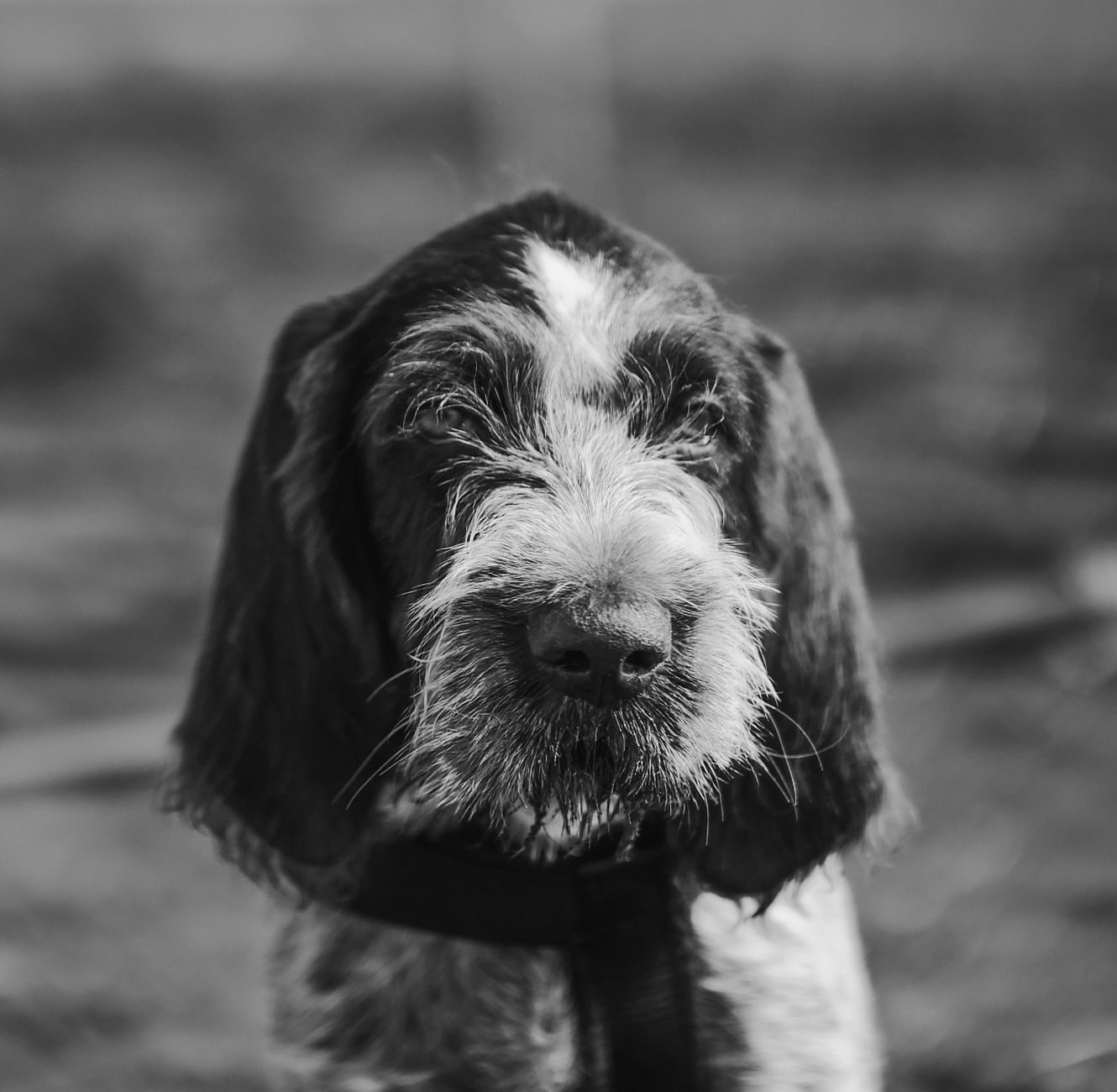 Veterinary care for a dog