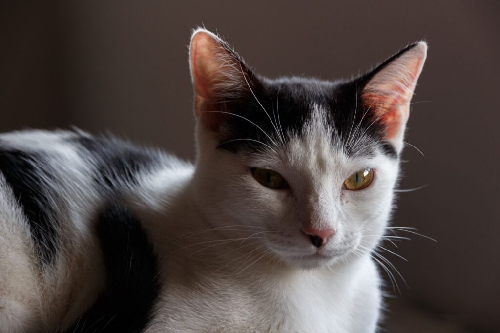 Low Glucose in Cats - Causes and Treatment