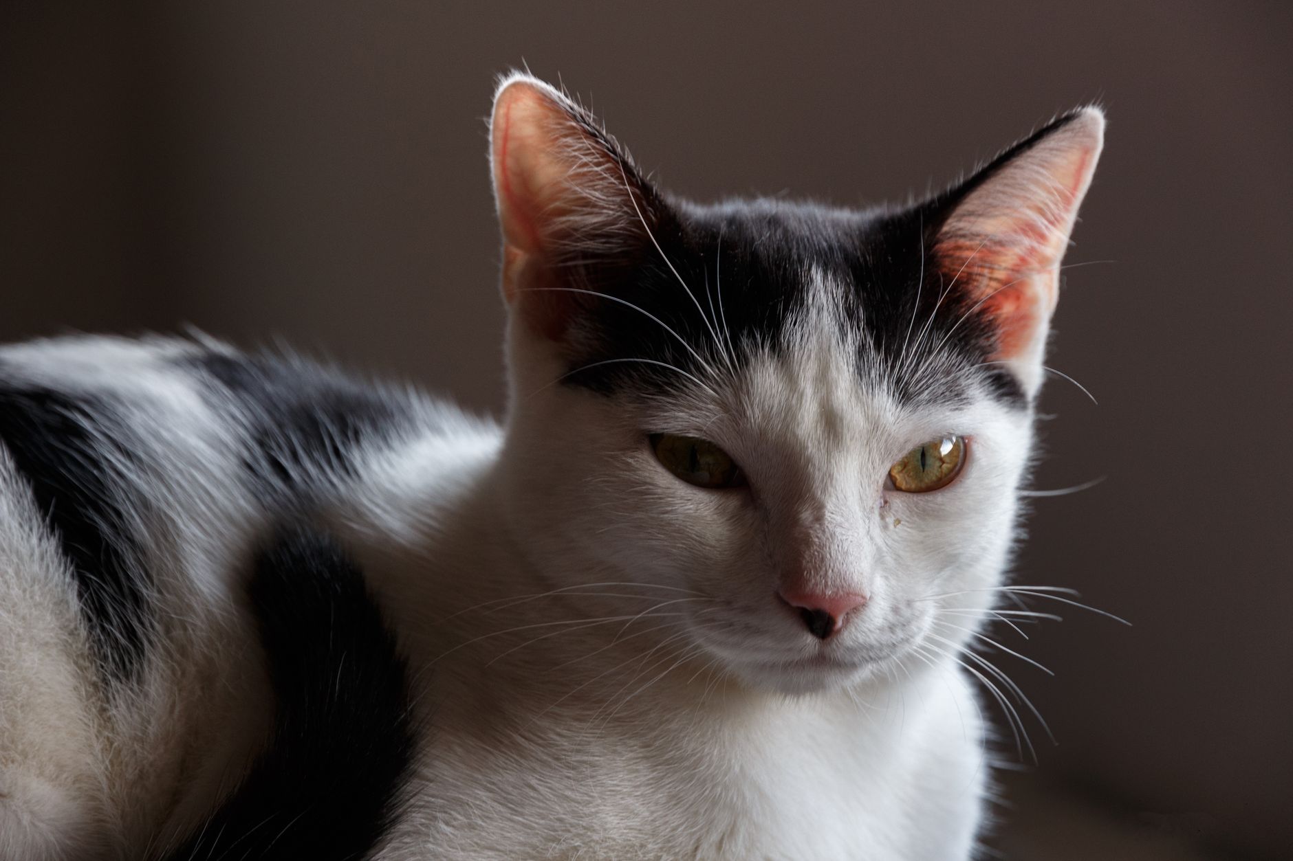 Veterinary care for a cat