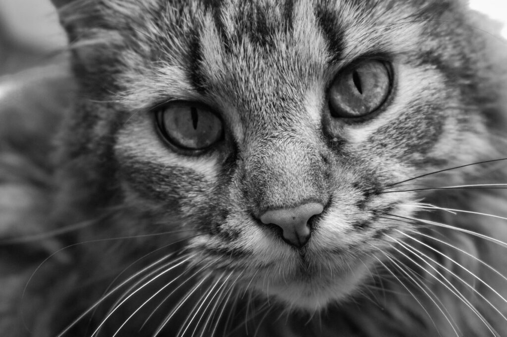 Low Potassium in Cats - Causes and Treatment