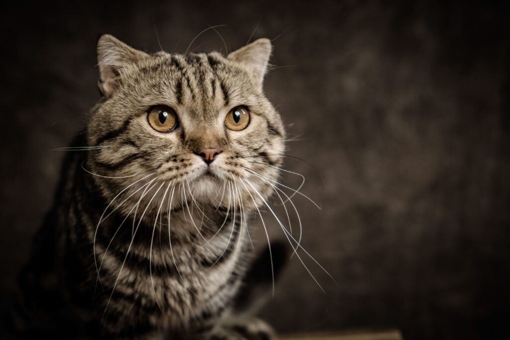 low potassium in cats causes diagnosis and vet treatment