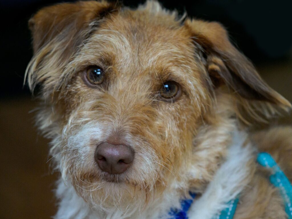 low potassium in dogs causes and treatment