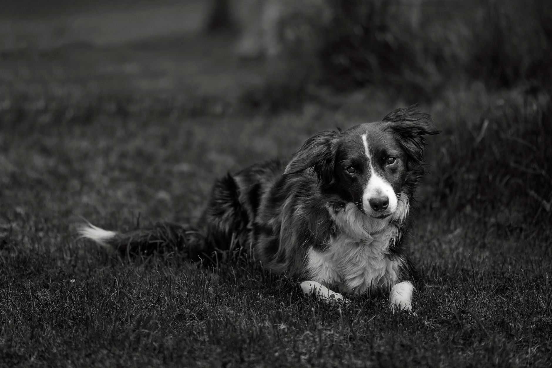 Veterinary care for a dog