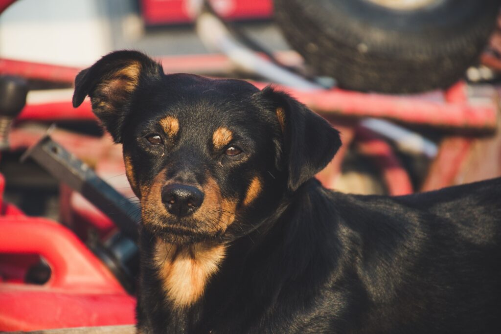 low potassium in dogs causes diagnosis and vet treatment