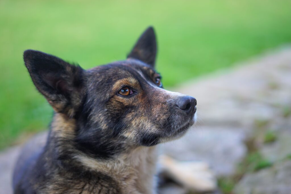 low sdma in dogs causes and treatment