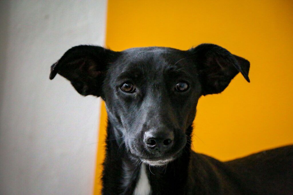low sdma in dogs causes diagnosis and vet treatment
