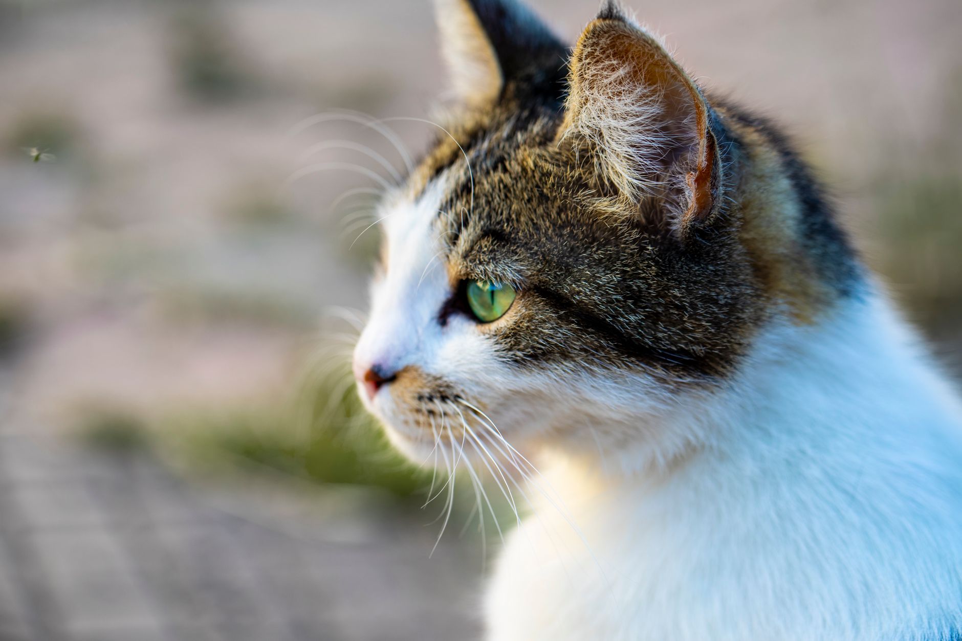 Veterinary care for a cat