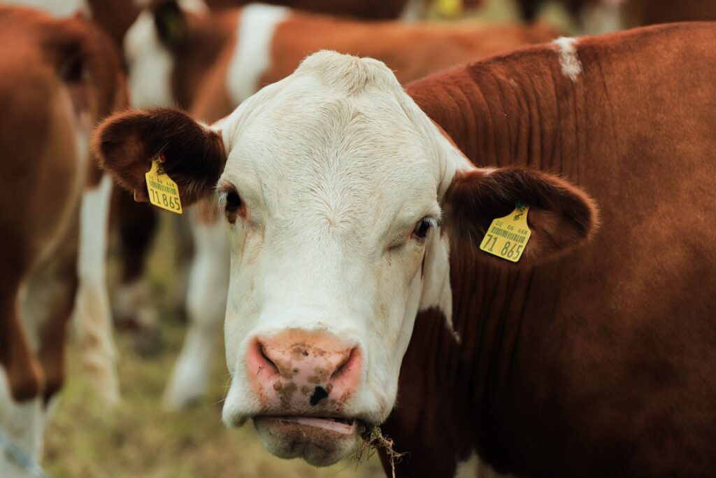 managing hypercalcemia in cattle insights from blood calcium testing