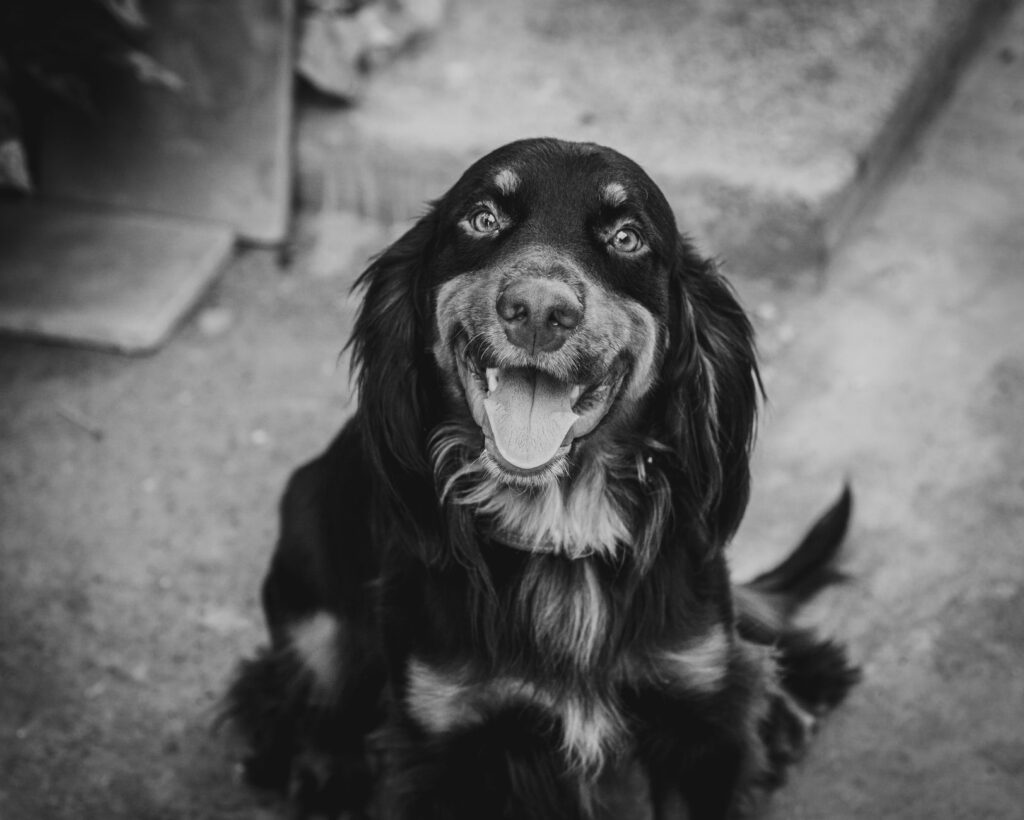 mch blood test in dogs what it measures