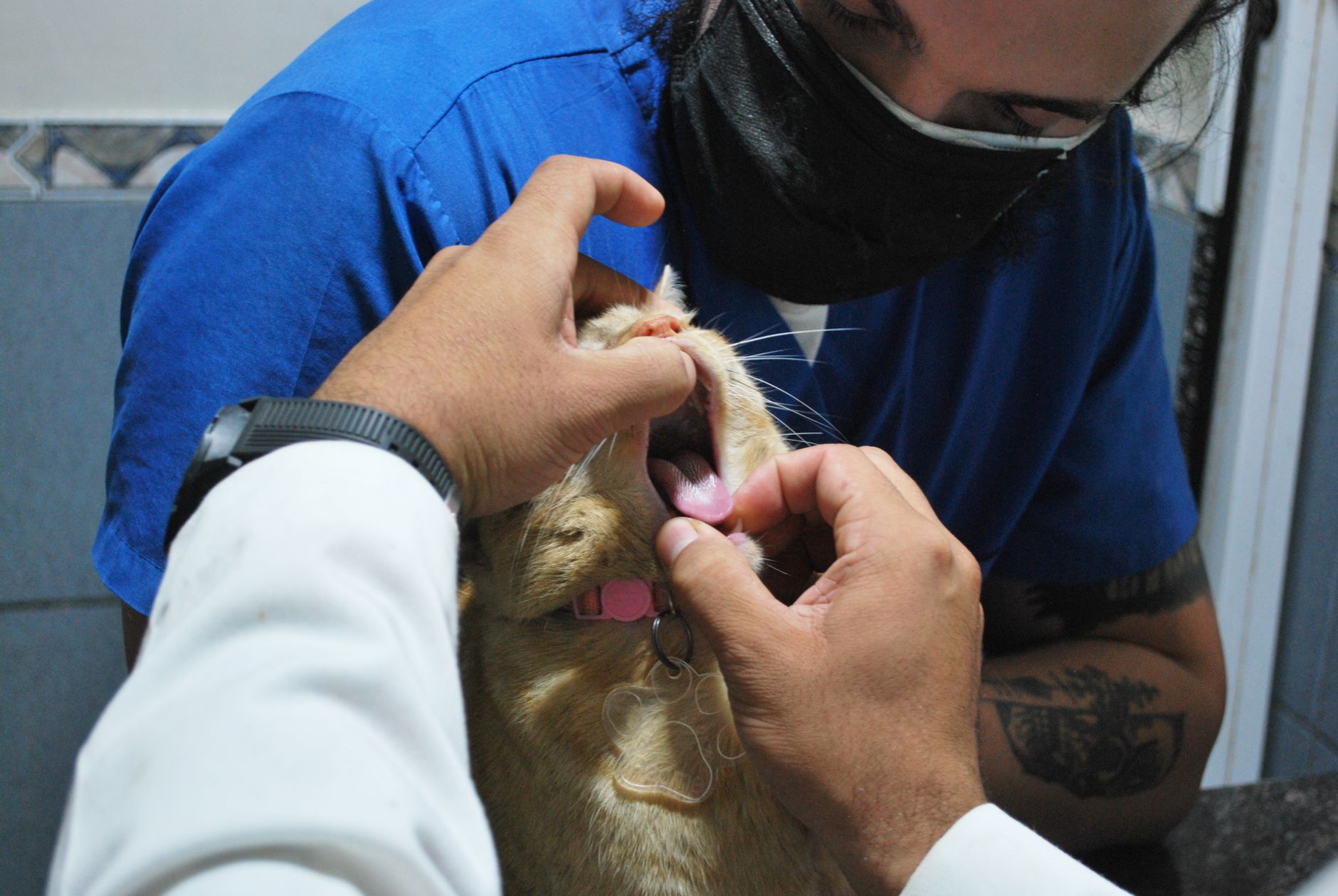 Veterinary care for a cat