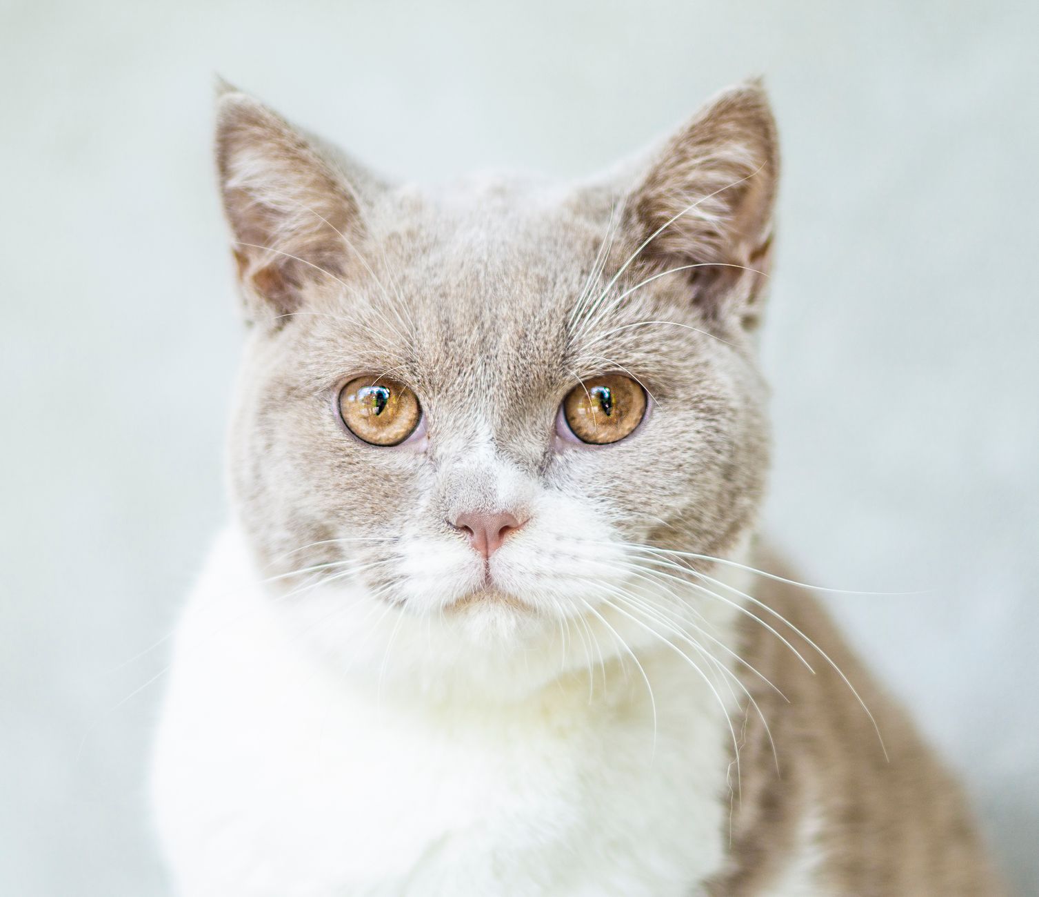 Portrait of a cat at a veterinary clinic