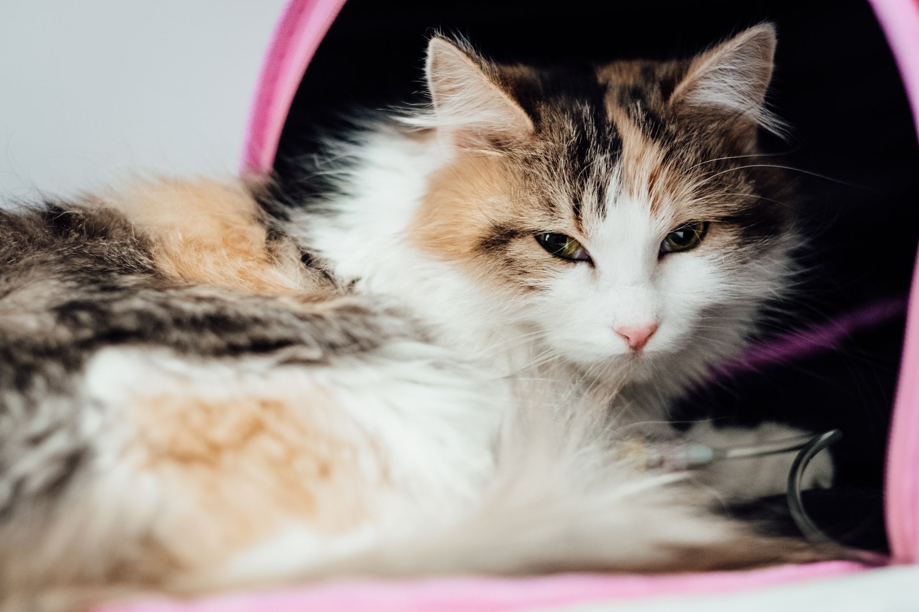 A cat undergoing diagnostic blood testing at a veterinary clinic