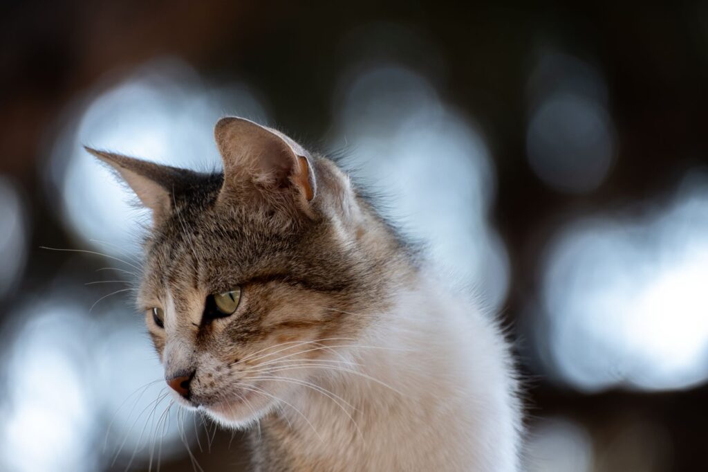 MCH vs MCHC in Cats - Which Matters More?