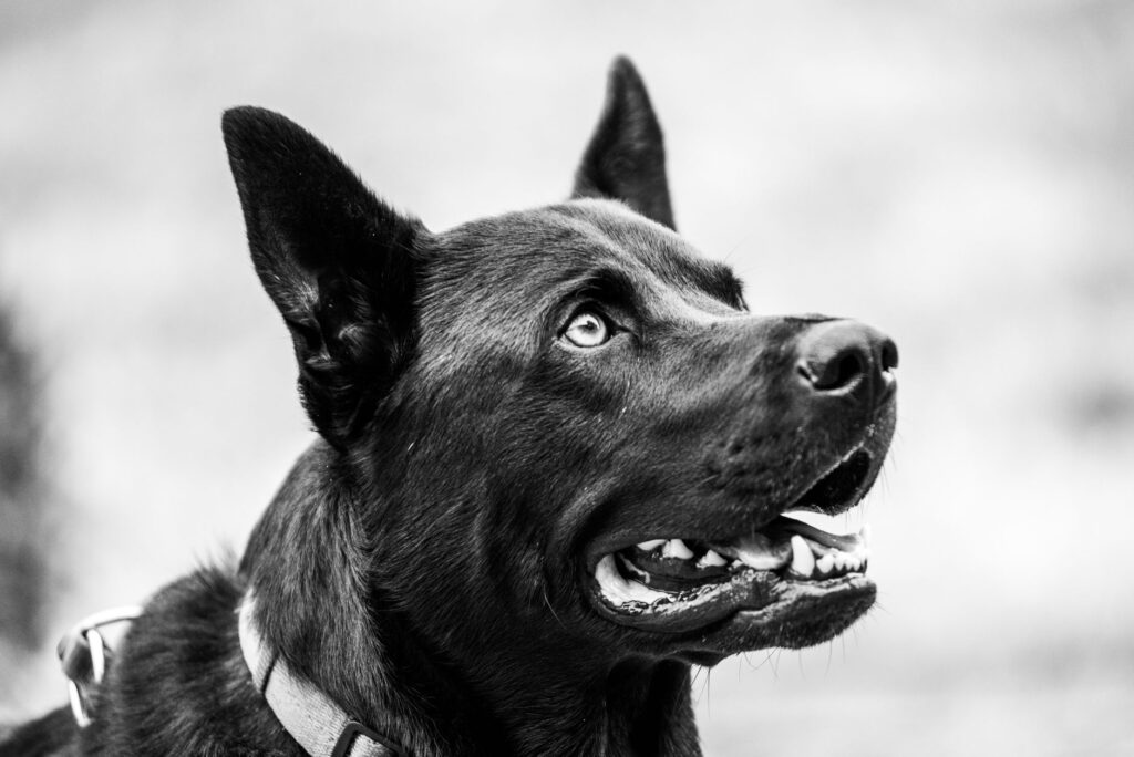 mch vs mchc in dogs which matters more