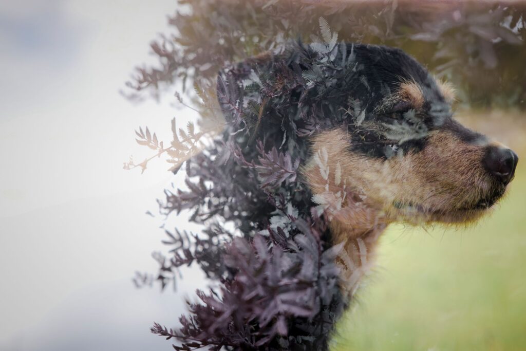 monitoring amylase and lipase in dogs for acute pancreatitis detection