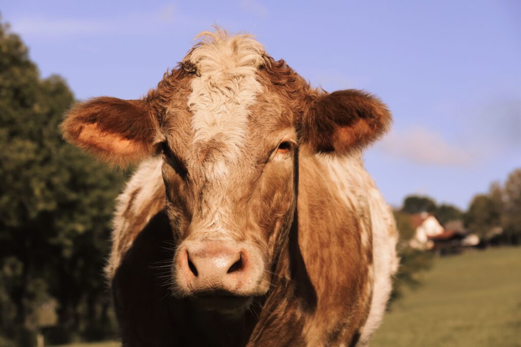 monitoring bun levels in senior cattle kidney function insights