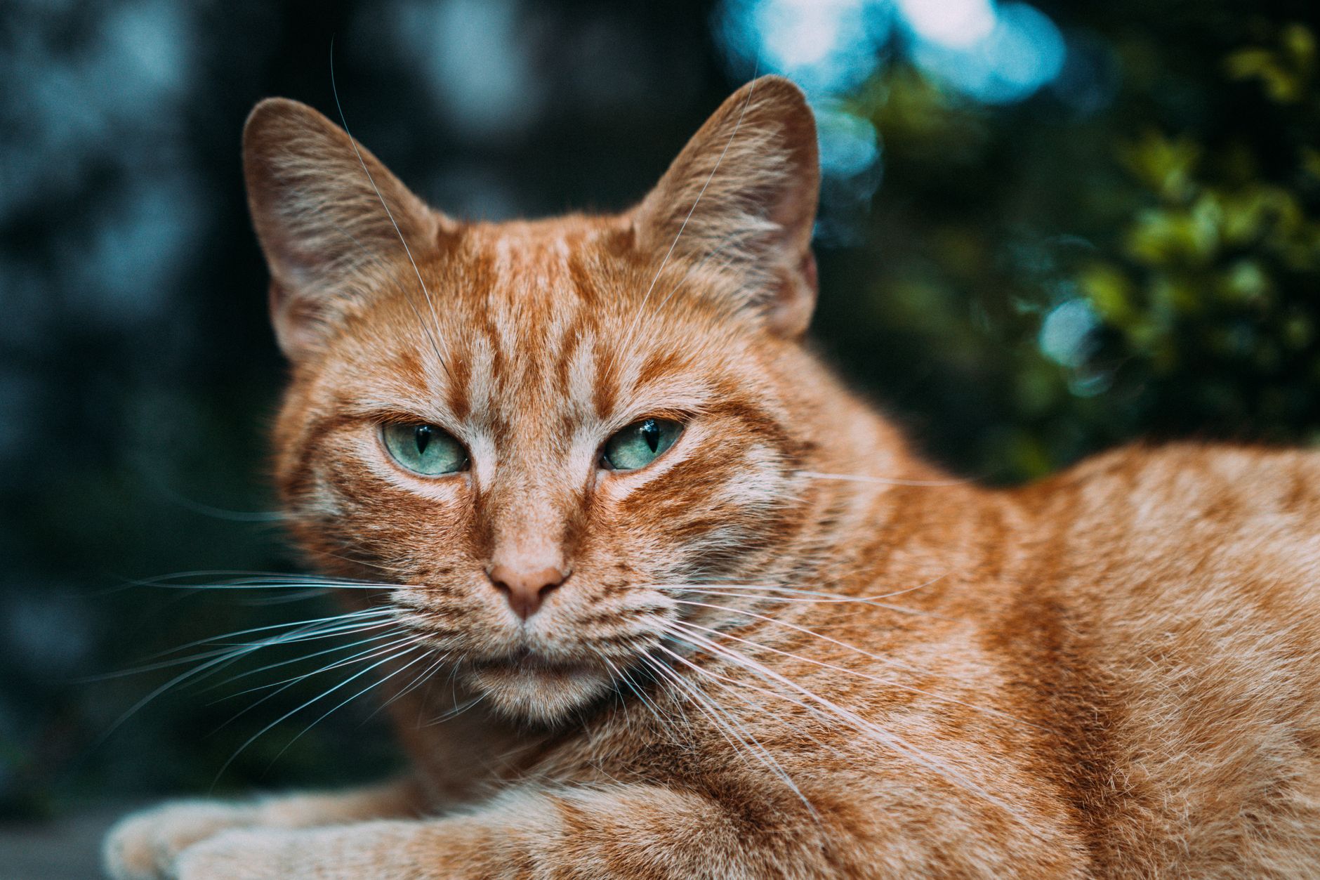 Veterinary care for a cat