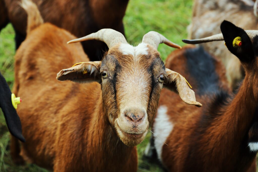 monitoring folate levels in goats for nutritional deficiency preventio