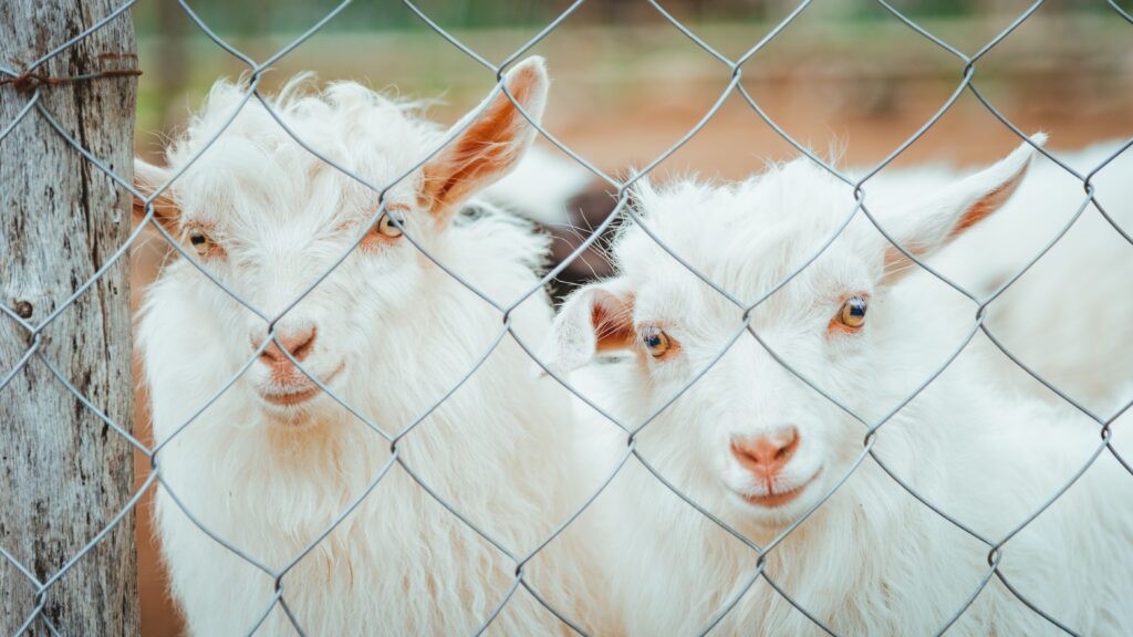 monitoring iron levels in goats for anemia prevention and treatment