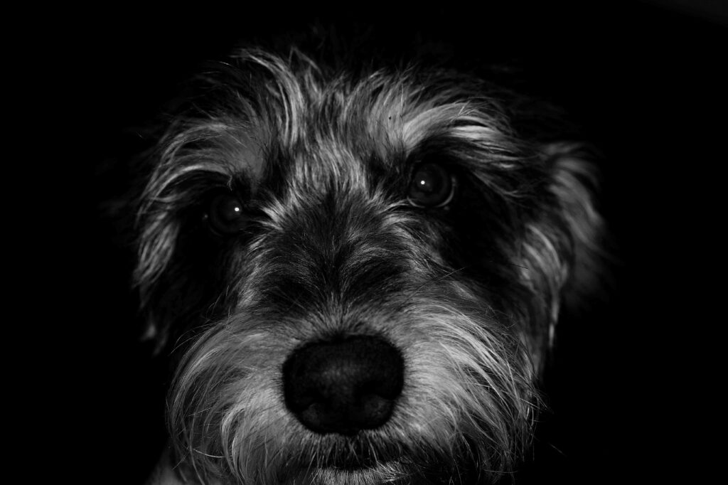 monitoring sodium during fluid therapy in dogs