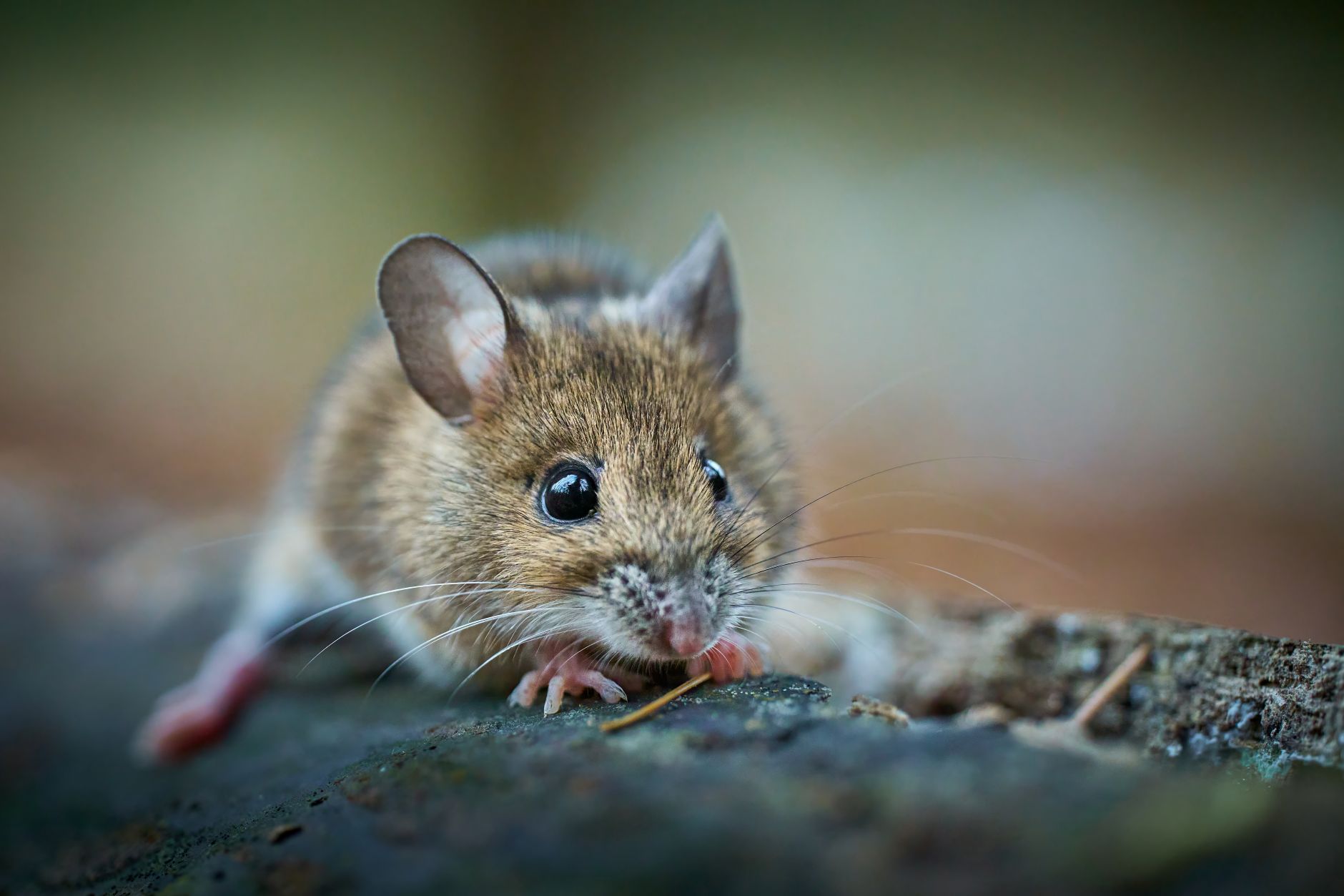 Veterinary care for a mouse