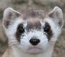 Veterinary care for a ferret