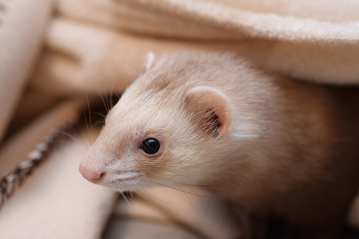 Portrait of a ferret at a veterinary clinic