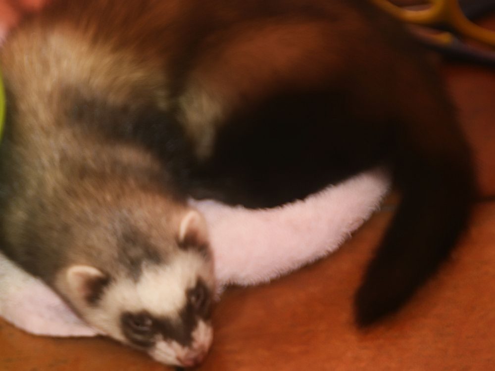 Portrait of a ferret at a veterinary clinic