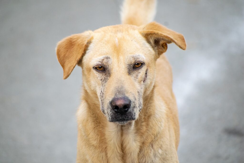 nt probnp test for dogs heart health monitoring