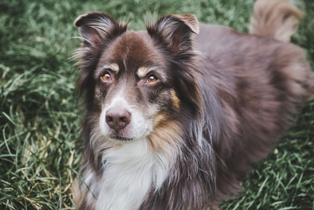 phosphorus blood test in dogs what it measures