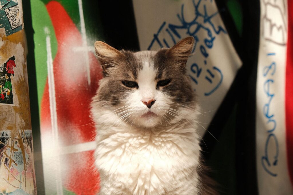 phosphorus in cats how to read and interpret the result