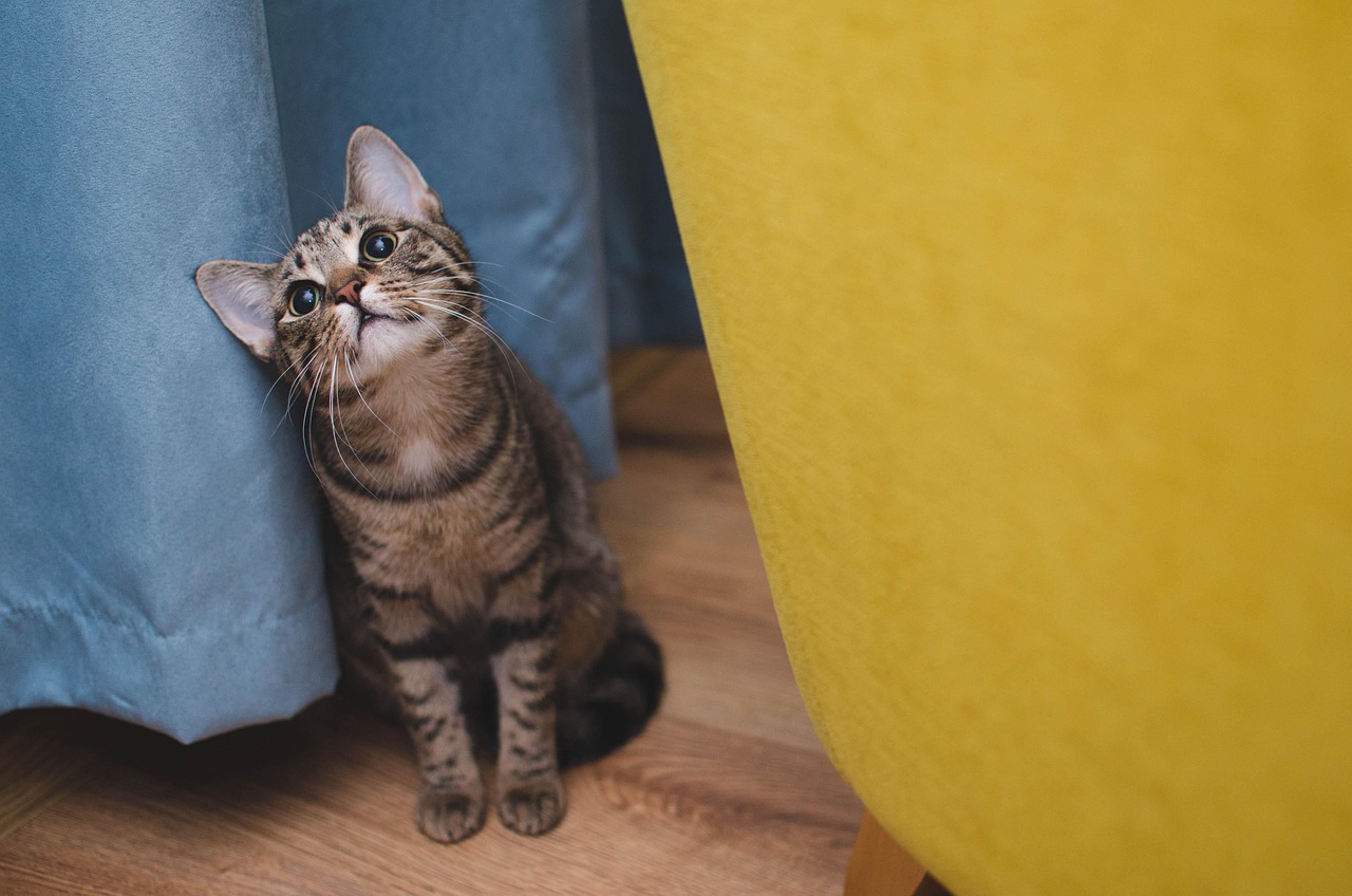 A cat undergoing diagnostic blood testing at a veterinary clinic